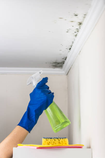 Why You Should Choose Our Mold Remediation Services in Kingston, IL